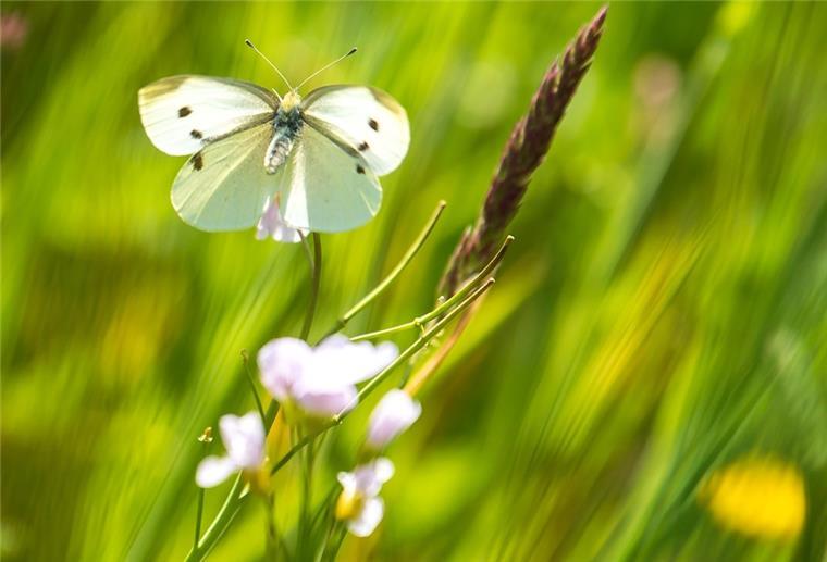 Forscher: Seltenes Mähen von Wiesen hilft den „guten“ Insekten Ein Schmetterling landet im Sonnenschein auf einer Wiese.