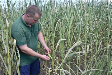 Ein Schock für den Landwirt: Der Mais auf leichten Standorten verdorrt bei der Trockenheit und der Hitze dieser Tage.