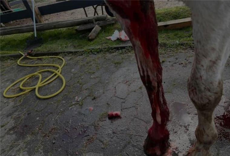 War es der Wolf? Reiterin und Pferd in Nesse von Tier attackiert Attackiertes Pferd in Nesse