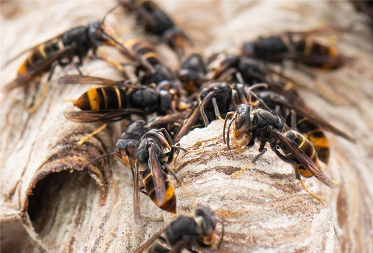 Hornissen-Alarm auf Marktplatz in der Innenstadt! Hunderte Tiere sorgen für Chaos Asiatische Hornissen sitzen auf ihrem Nest.