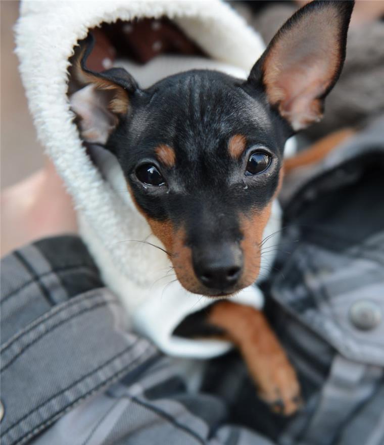 Unangeleinter Hund bringt Radfahrerin zu Fall - Frauchen flüchtet Ein schwarz-brauner Rehpinscher hat in Cuxhaven eine Radfahrerin zu Fall gebracht.