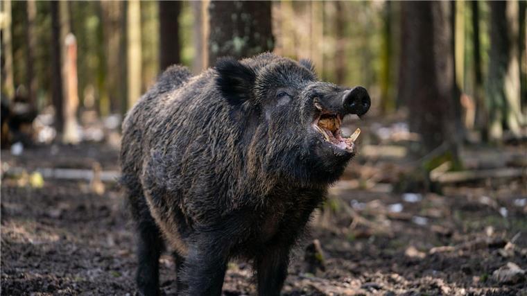 Jagdbericht verzeichnet Rückgang bei Wildschwein-Abschüssen Ein Schwarzwild-Keiler steht in seinem Gehege in einem Wildpark.