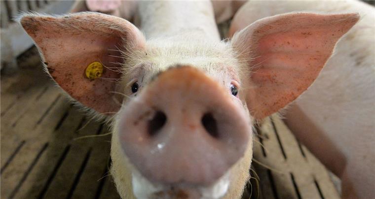 Schweinetransporter kippt in Loxstedt-Düring um Ein Schweinetransporter ist am Montagmorgen in Loxstedt-Düring umgekippt.