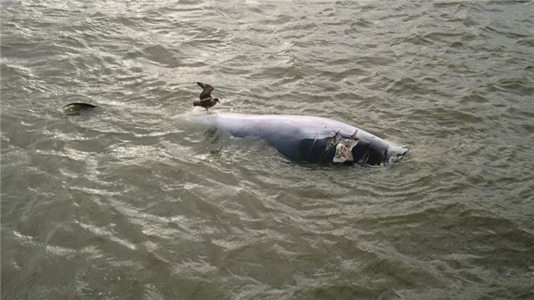 Cuxhaven: Walkadaver treibt in der Elbmündung Ein sechs Meter langer Walkadaver ist ind er Elbmündung entdeckt worden. Er wurde nach Cuxhaven gebracht.