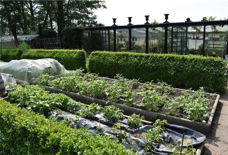 Ein selbst gebautes Gewächshaus, niedrige Hecken, um den Wind abzuhalten und umfasste Beete im Garten von Rolf-Walter Schwarze versorgen die Familie das ganze Jahr über mit Gemüse.