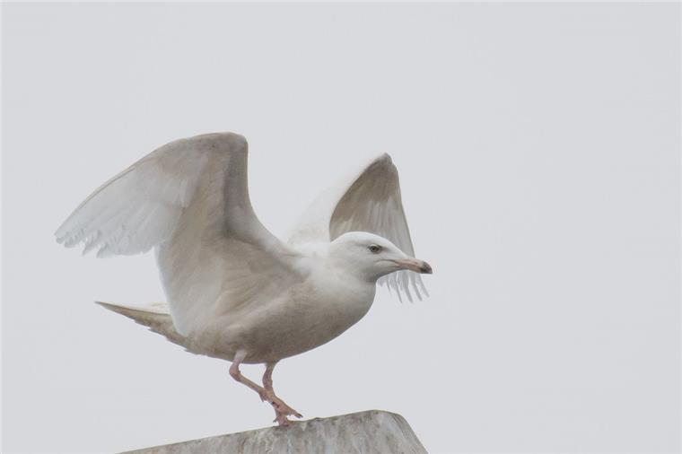 Diese Möwe gibt's hier normalerweise nicht zu sehen Ein seltener Gast in Bremerhaven: die Eismöwe. Sie hält sich seit dem Winter im Fischereihafen auf.