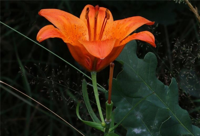 Wo sind die Feuer-Lilien geblieben? Ein seltenes Exemplar der Acker-Feuerlilie wurde jetzt im Landkreis Rotenburg entdeckt.