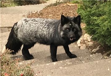 Füchse, ein Silberfuchs und andere seltene Tiere sind im Beverstedter Tierpark Cux-Art zu sehen.