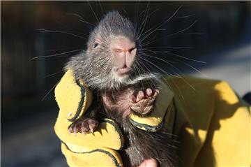 Ein Stacheschwein-Baby verzaubert seit kurzem die Gäste des Osnabrücker Zoos.