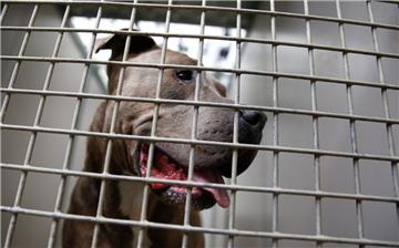 Ein Staffordshire Bullterrier schaut durch die Gitterstäbe eines Tierheim-Zwingers. 