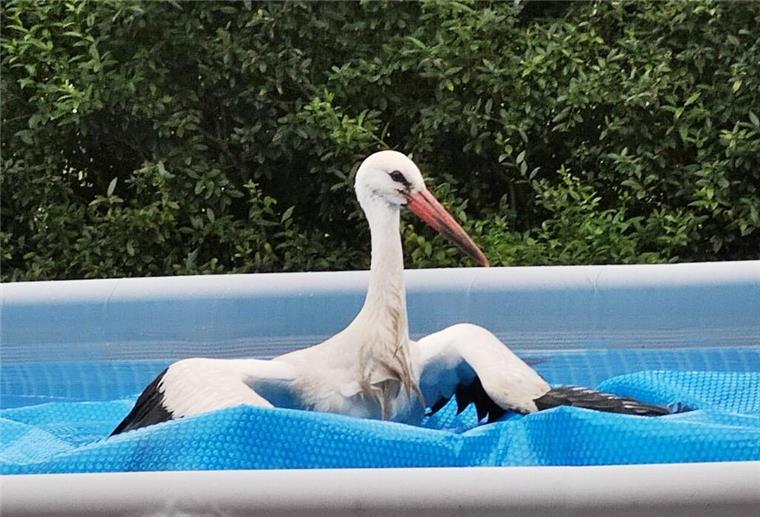 Cuxland: Storch landet im Swimmingpool Ein Storch hat sich in einen Garten in der Wingst verirrt und ist im Swimmingpool gelandet.