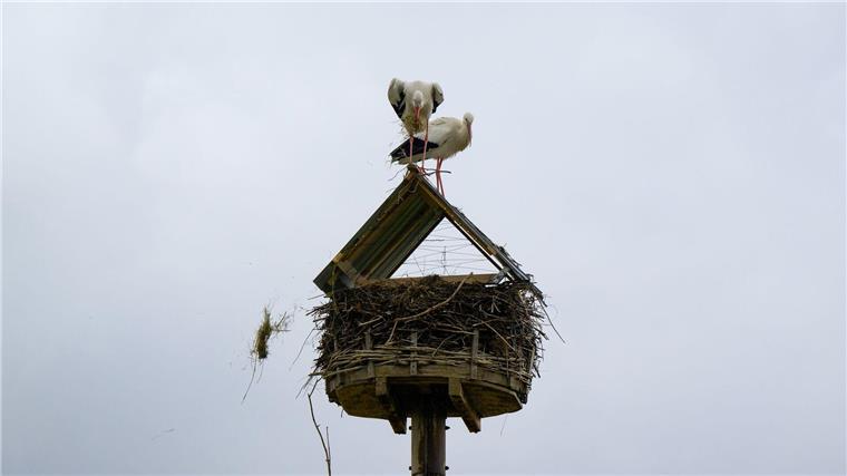 Ein Storchenpaar versucht ein Nest auf dem Dach zu errichten, wobei das Material wieder runter fällt.