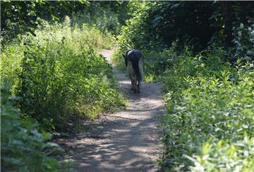 Ein Hund auf einem Feldweg.