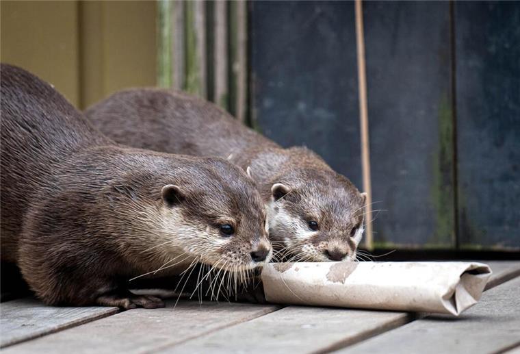 Neue süße Bewohner in der Bremer „Botanika“ (mit Bildergalerie) Zwei Otter erkunden ihr Gehege.