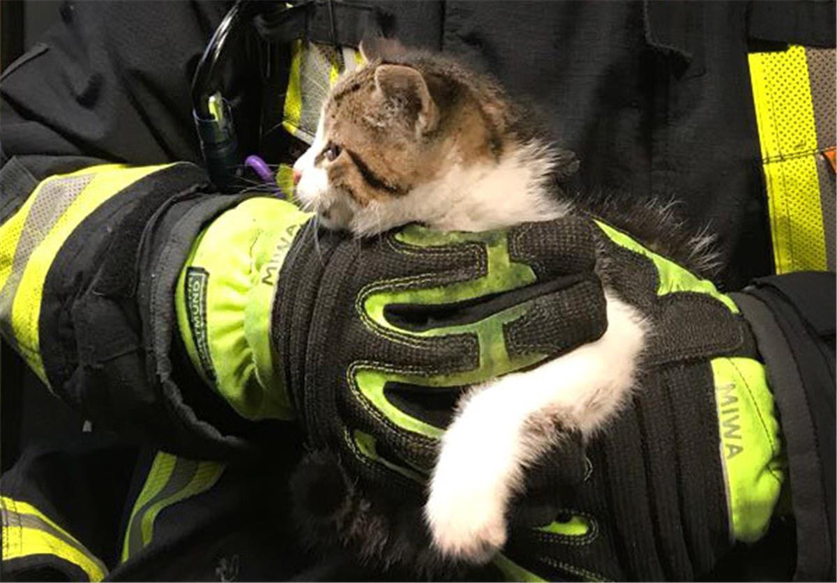 Einsatz für die Feuerwehr in Tossens: Katze sitzt in Kamin fest Ein Symbolbild zu dem Thema. Insgesamt dauerte es eineinhalb Stunden, bis das Tier aus seiner misslichen Lage befreit war.
