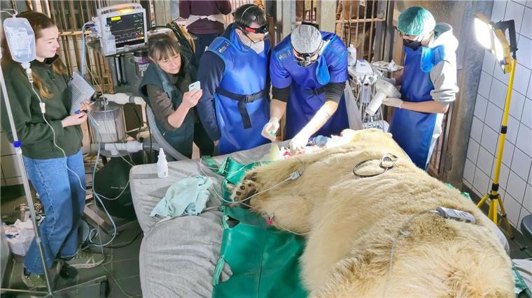 Zahn-Operation bei Eisbärin Milana im Zoo Hannover Ein Team aus Tierärzten und tiermedizinischen Fachangestellten von der Tierärztlichen Hochschule Hannover behandelte die Eisbärin.