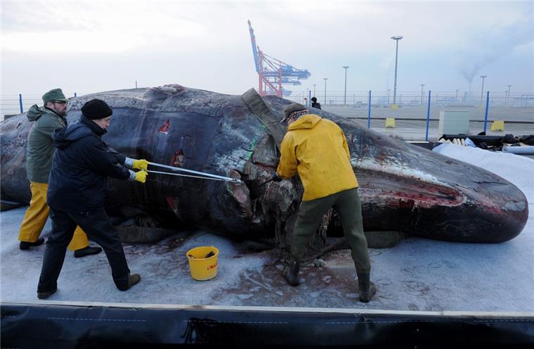 Sturm verzögert Bergung der Pottwale aus dem Watt vor Dithmarschen in Team von Walexperten zerlegt Mitte Januar 2016 auf der Pier des JadeWeserPorts in Wilhelmshaven mit der Zerlegung von zwei Pottwal-Kadavern.