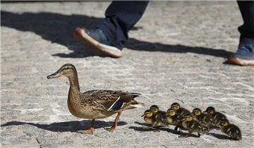 Ein Tierquäler hat in Celle offenbar absichtlich eine Entenfamilie mit seinem Auto überrollt.
