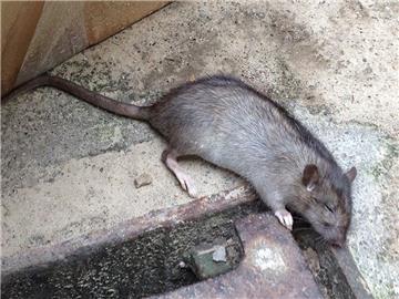 Ein tote Ratte landete in einer Tüte mit Tiefkühl-Gemüse. 
