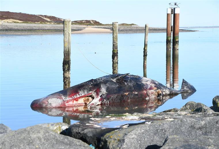 Ein toter Pottwal liegt nahe einer Steinmole vor dem Strand. Der rund 14 Meter lange Kadaver war am Wochenende von Muschelfischern dorthin geschleppt und gesichert worden.