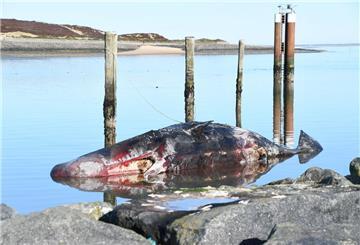 Ein toter Pottwal liegt nahe einer Steinmole vor dem Strand. Der rund 14 Meter lange Kadaver war am Wochenende von Muschelfischern dorthin geschleppt und gesichert worden.