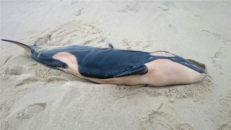 Toter Schwertwal am Strand von Sylt Ein toter Schwertwal liegt am Strand von Rantum auf Sylt. Es handelt sich um ein etwa 2,50 Meter großes Jungtier. Foto Dethlefs/dpa