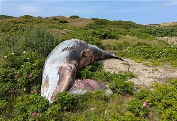 Ein toter Zwergwal liegt in den Dünen. Ein toter Zwergwal wurde bei Rantum auf Sylt entdeckt. Experten vermuten, dass sich das Tier in einer Fangleine verfangen hat – jetzt soll der Kadaver in Jagel untersucht werden.