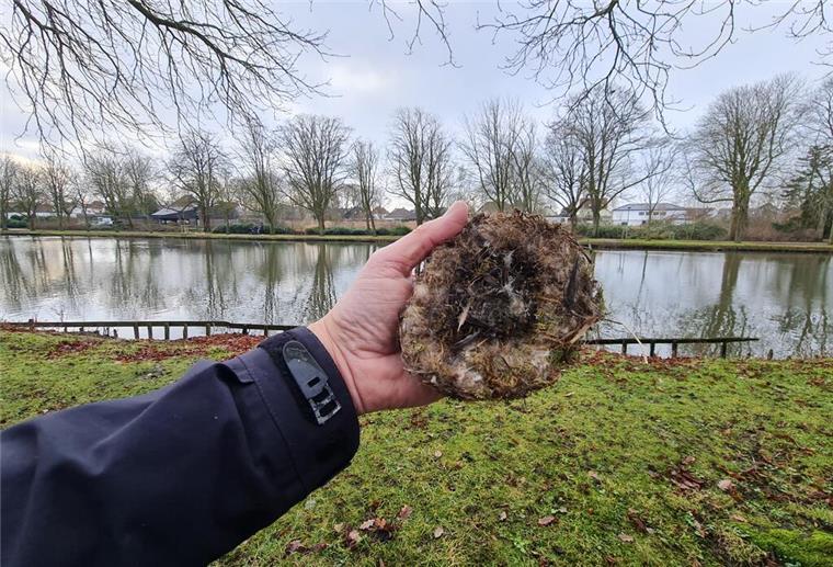 Was ist da los? Viel weniger Jungvögel in der Wesermarsch Eine Hand hält ein Vogelnest hoch.