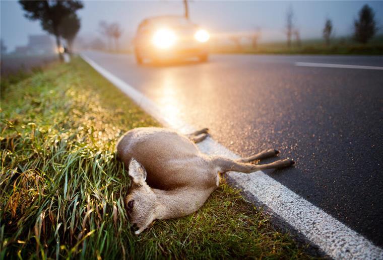 Achtung: Wildwechsel in Stadt und Land Reh liegt auf der Straße