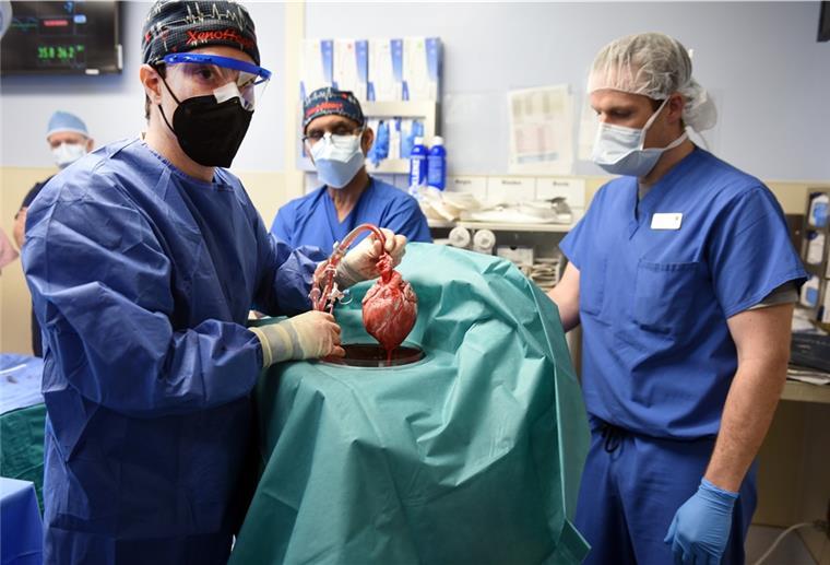 Erstmals weltweit: Mann (57) bekommt Schweineherz transplantiert Ärzte operieren an einem Schweineherz das in einen menschlichen Patienten eingesetzt wird.