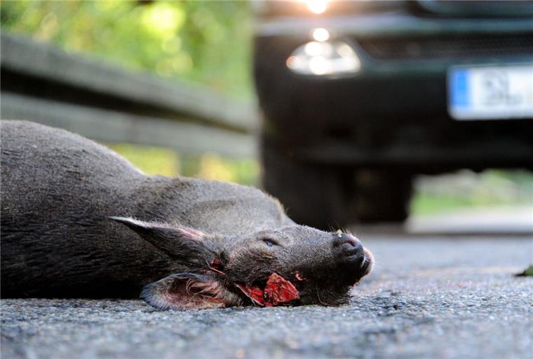 Warum ab Sonntag mehr Wildunfälle drohen Ein trauriges Bild: Ein totes Reh liegt am Straßenrand, das Tier hat die Kollision mit einem Auto nicht überlebt. Zu solchen Unfällen könnte es jetzt wieder öfter kommen, warnt Bremerhavens Stadtjägermeister Holger Bartels.