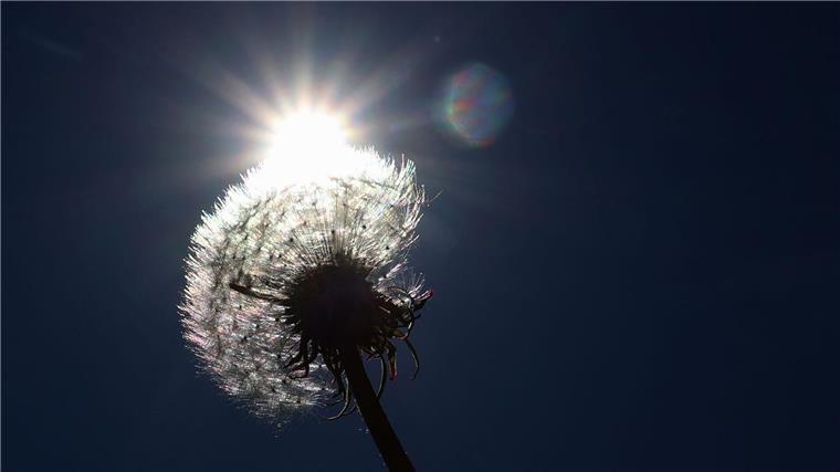 Ein verblühter Löwenzahn steht auf einer Wiese im Sonnenschein.