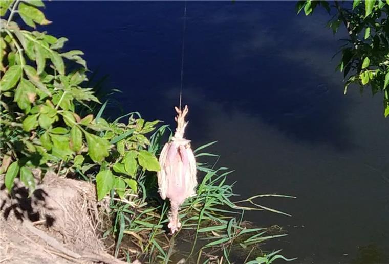 Huhn soll Krokodil in deutschem Fluss anlocken Ein verendetes Huhn wird in Thüringen als Futterköder eingesetzt.