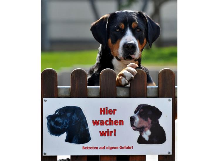 Hemmoor: Wachsamer Hund verhindert Einbruch Ein Wachhund (Symbolfoto) hat in Hemmoor einen Einbruch verhindert.