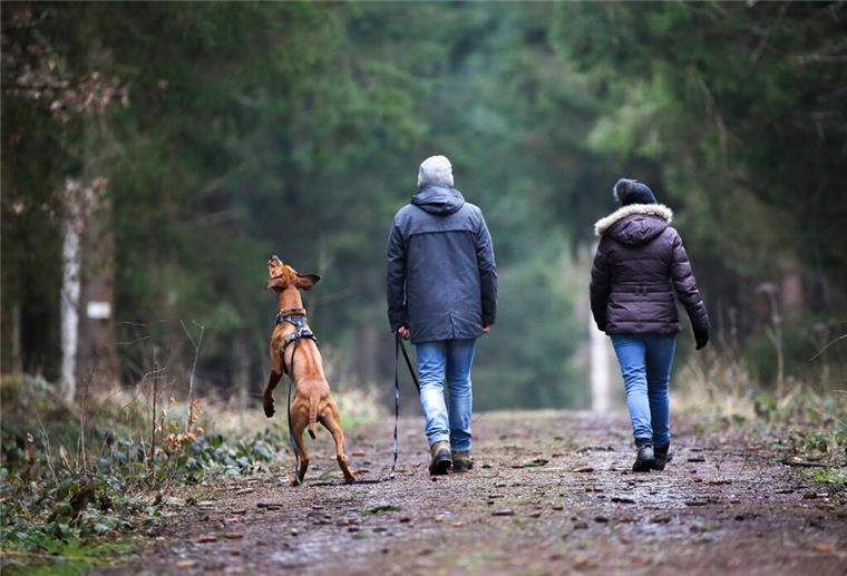 Ja sind wir im Wald hier? Auch hier gelten Regeln Waldspaziergänger mit Hund