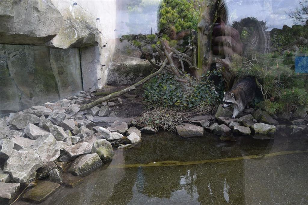 Ein Waschbär auf Streifzug.