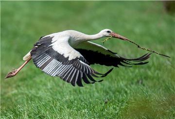 Ein Weißstorch (Ciconia ciconia) fliegt bei strahlend blauem Himmel mit einem Ast im Schnabel zurück zu seinem Horst.