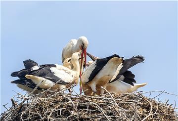 Störche im Nest.