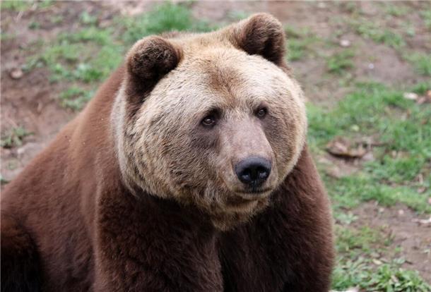 Ein Bär in seinem Zoo-Gehege.