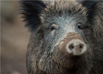 Ein Wildschwein hat sich ein ungewöhnliches Plätzchen zum Ausruhen ausgesucht.