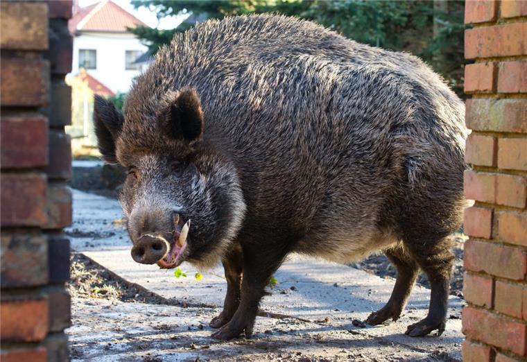 Mitten in der Stadt: Wildschwein lässt sich von Polizisten verwöhnen Ein Wildschwein hat sich in der Nacht zu Mittwoch vor einem Fast-Food-Restaurant gemütlich gemacht.