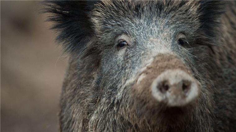 Afrikanische Schweinepest in Hessen Ein Wildschwein schaut aus einem Wildschweingehege zum Fotografen.