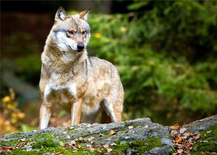 Ein Wolf, aufgenommen in einem Tier-Freigelände. Rotenburgs Landrat Hermann Luttmann glaubt, dass die Tiere die Lebensqualität des Menschen beeinträchtigen. Das sagte er auf einer Veranstaltung der Jägerschaft Zeven. 