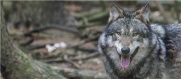 Ein Wolf (hier ein Symbolfoto) ist in einer Lunestedter Siedlung gesichtet worden.