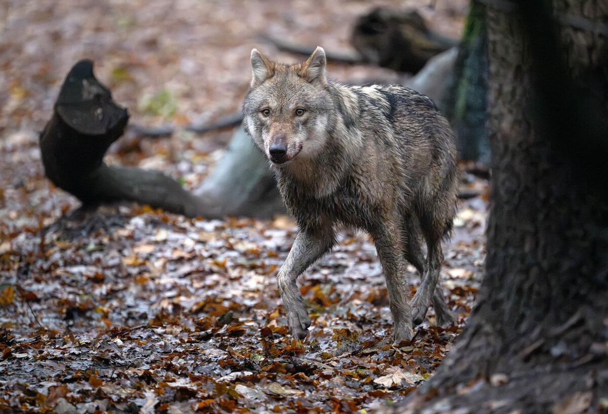 Abschuss doch noch gestoppt! Gericht in Stade bremst Jagd auf Problemwolf Ein Europäischer Wolf in einem Gehege vom Wolfcenter Dörverden.