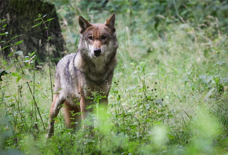 Experten beraten: Sind unsere Weidetiere noch sicher vor dem Wolf? Ein Wolf im Wald.