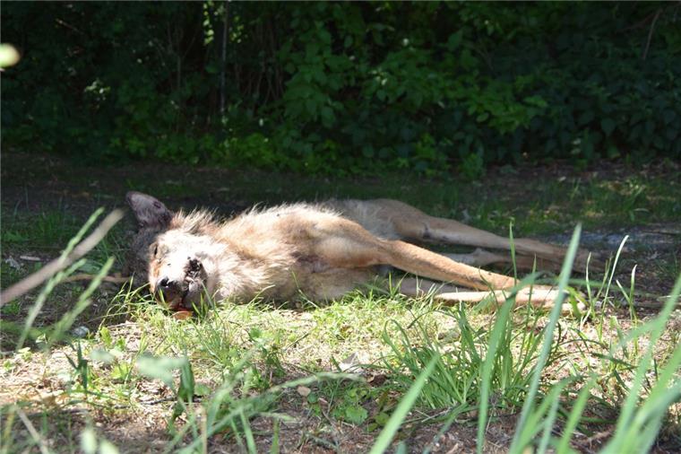 Wolf auf A27 in Geestland von Auto überfahren und getötet Ein Wolf ist auf der A27 in Geestland von einem Auto überfahren worden.