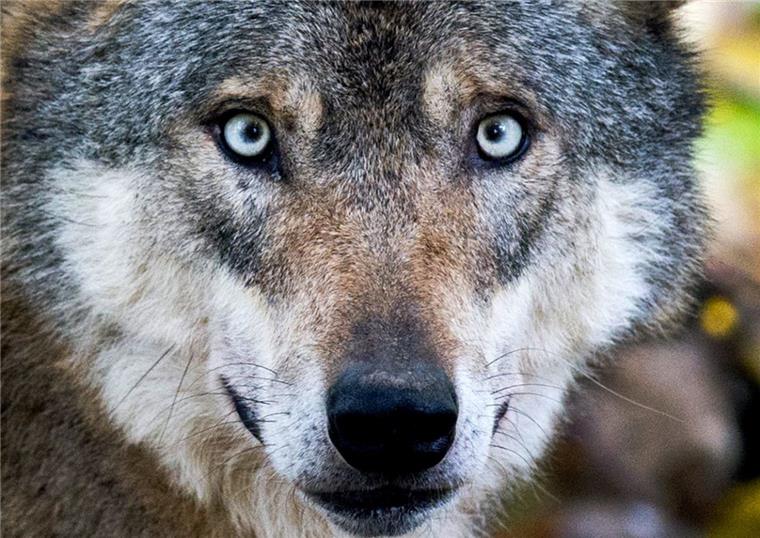 50 Meter mitgeschleift: Wolf stirbt bei Zusammenstoß mit Auto Ein Wolf ist bei Vechta nach einer Kollision mit einem Auto gestorben.