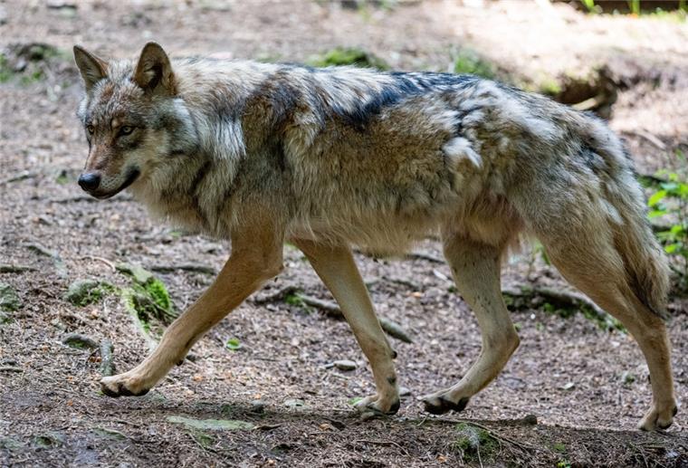 Wolf streift durch Innenstadtgebiet Hannovers Ein Wolf ist heute (9.8.2022) durch das Innenstadtgebiet von Hannover gelaufen.Auf dem Symbolfoto ist ein Wolf im Bayerwald-Tierpark in Lohberg zu sehen.