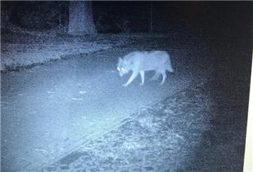 Ein Wolf ist in Jade in die Fotofalle gegangen.